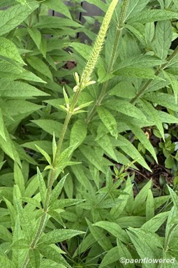 Plant in early flower